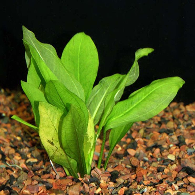 Эхинодорус Тропика (Echinodorus parviflorus tropica)