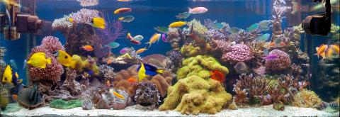 Позитивное влияние на здоровье комнатных аквариумов