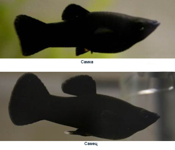 Как отличить черную. Моллинезия Молли. Моллинезия аквариумная рыбка. Рыбки моллинезии самка и самец. Аквариумная рыбка Моллинезия черная.