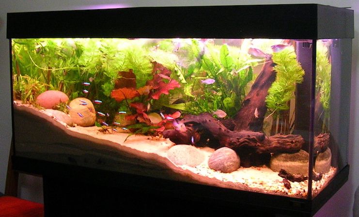 Красивый аквариум с неонами