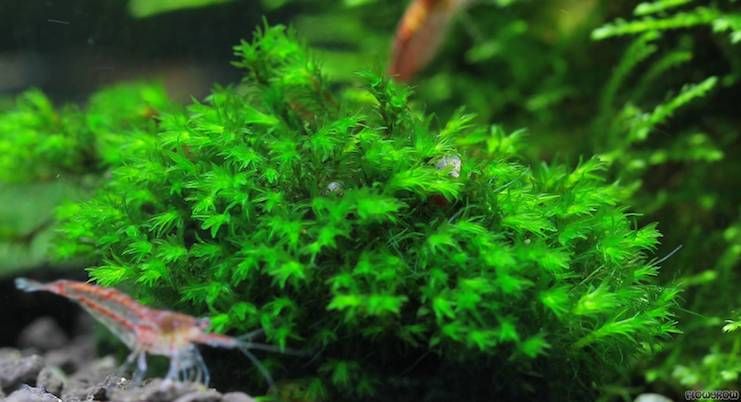 Миллиметр (Barbula sp. Millimeter moss) водный мох