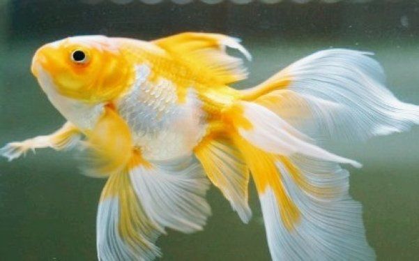 Золотые Рыбы Фото