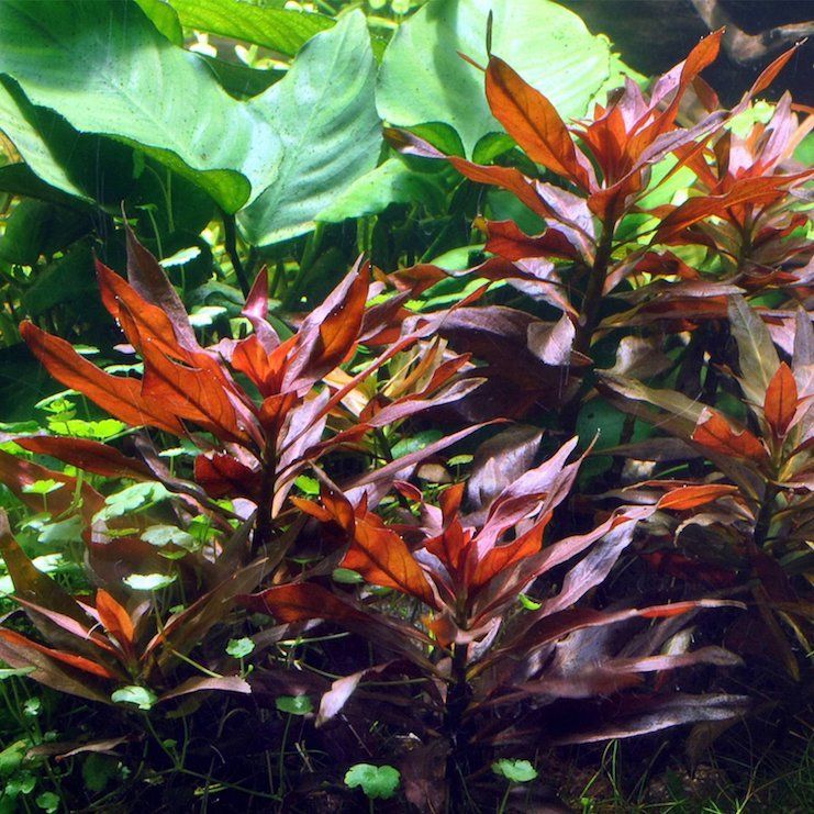 Людвигия перуанская или красная звезда (Ludwigia Peruensis)