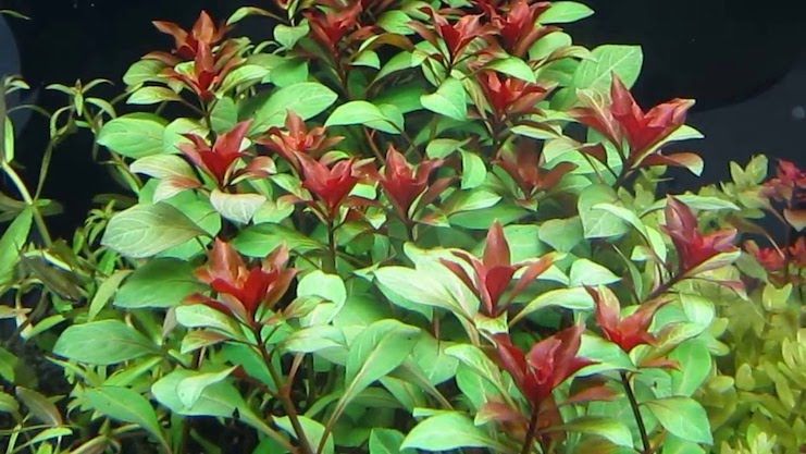 Людвигия перуанская или красная звезда (Ludwigia Peruensis)