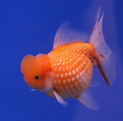 Золотая рыбка - Жемчужина