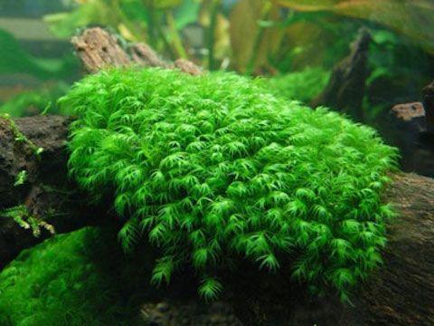 Фиссиденс фонтанус (Fissidens fontanus Moss)