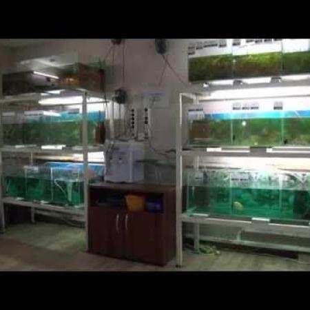 Домашняя ферма   Аквариумные рыбки Часть 1 HD