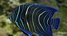 11 самых красивых аквариумных рыбок