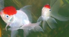 Золотая рыбка - Оранда (Красная шапочка)