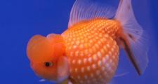 Золотая рыбка - Жемчужина