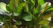 Эхинодорус Оцелот зеленый (Echinodorus ozelot)