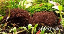 Thorea hispida - красная водоросль