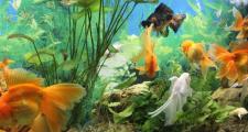 Золотые рыбки аквариумные