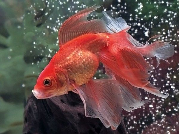 Золотая рыбка: уход за аквариумным питомцем